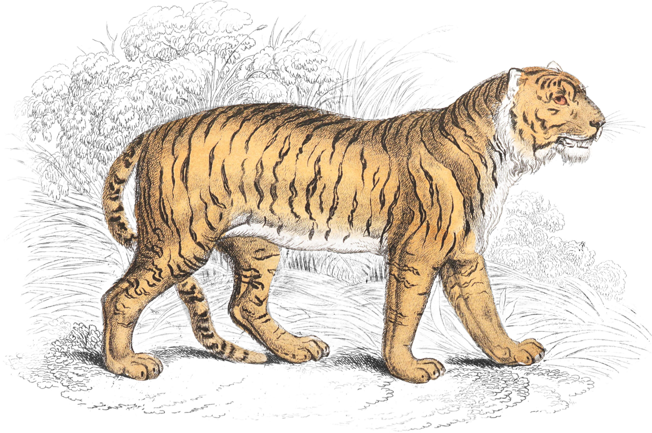 19世纪《博物学家图书馆》1300幅精美插画经AI修复后上线