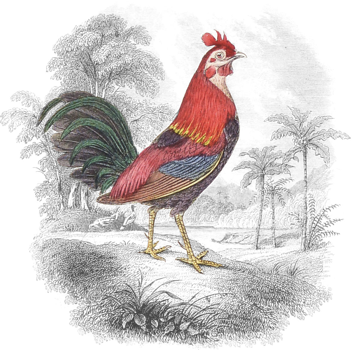 19世纪《博物学家图书馆》1300幅精美插画经AI修复后上线