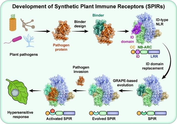 I nostri scienziati hanno realizzato la progettazione precisa e personalizzata dei recettori immunitari delle piante, e i risultati sono stati pubblicati su "Science"